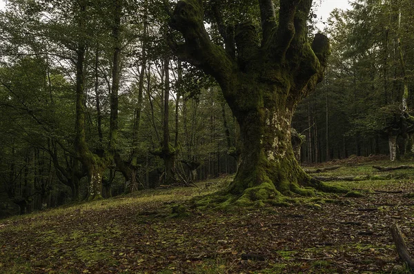 Gorbea orman ağaçları ile