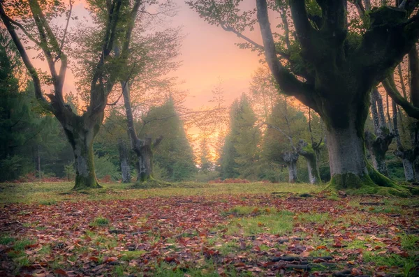 Efeito Orton Uma Floresta Encantada Com Cores Incríveis Fotografia De Stock