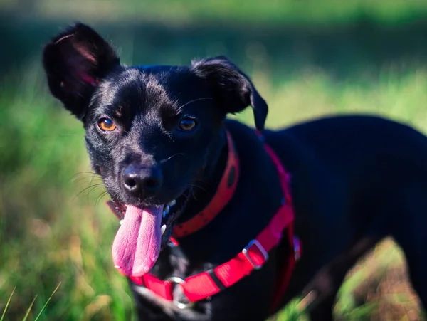 Hermoso Perro Mirando Cámara Cansada Con Ojos Increíbles —  Fotos de Stock