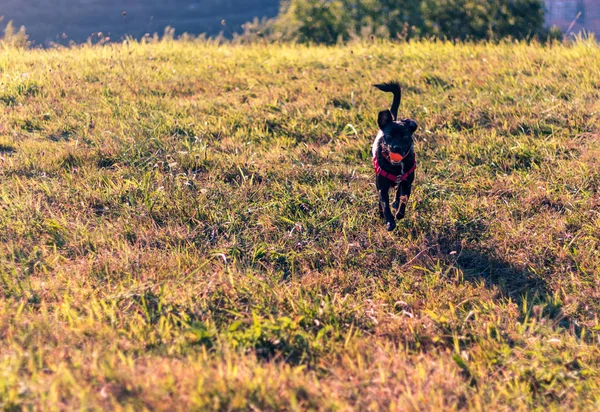 Dağ topu ile inanılmaz renkler açık ile oynayan köpek