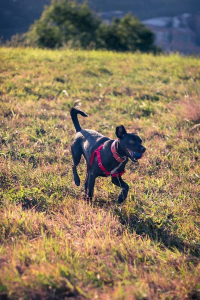 Perro Caminando Corriendo Con Pelota Aire Libre Con Hermosos Colores —  Fotos de Stock