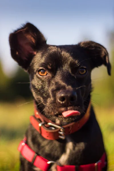 Hermoso Retrato Perro Con Colores Increíbles Lengua Hacia Fuera —  Fotos de Stock