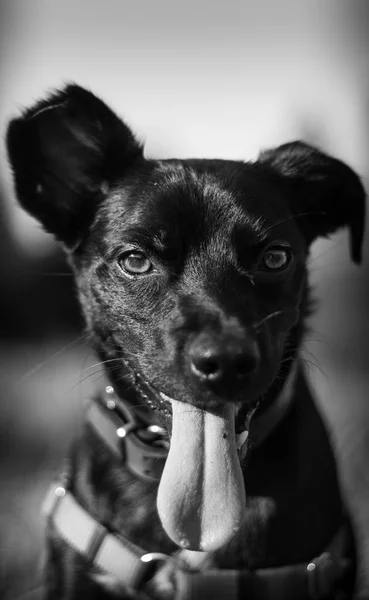 Beautiful black and white dog portrait with tongue out