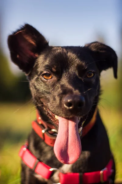 Güzel köpek portre ile inanılmaz renkler ve dilini dışarı