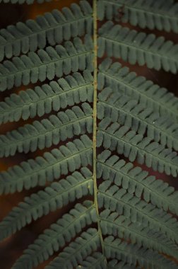 Bataklıkta eğrelti otu yaprağı