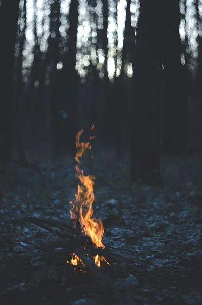 Fire Forest — Stock Photo, Image