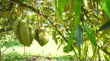 Durian ağaç tarım arka plan üzerinde