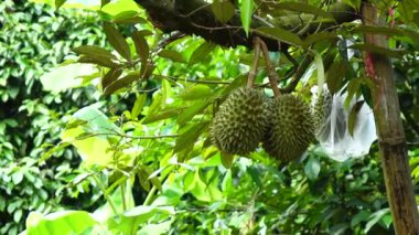 Durian ağaç tarım arka plan üzerinde