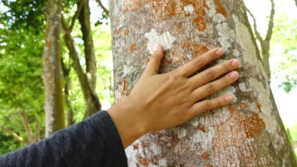 Mano Tocando Árbol Madera Agar Cámara Lenta — Vídeo de stock