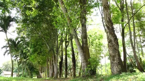 Agarové Dřevo Strom Poli — Stock video