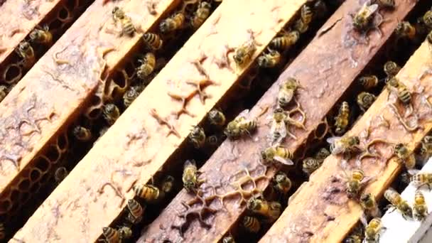 Bijen Honing Kam — Stockvideo