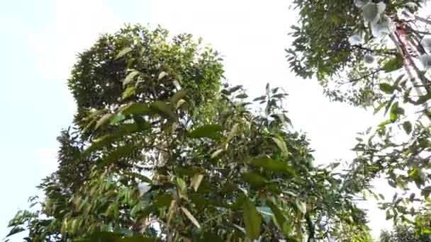 Durian Pada Latar Belakang Pertanian Pohon — Stok Video