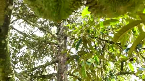 Durian Tree Agriculture Background — Stock Video