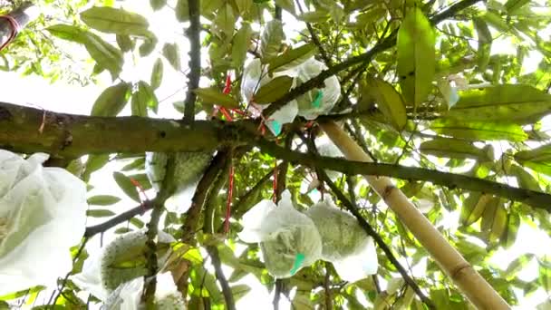 Durian Auf Baum Landwirtschaft Hintergrund — Stockvideo