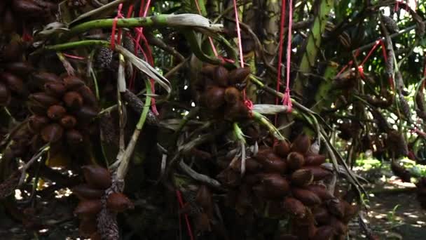 Salak Fruit Sur Arbre — Video