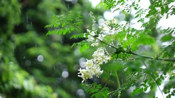 Квітка Морінга Під Дощем Повільний Рух — стокове відео