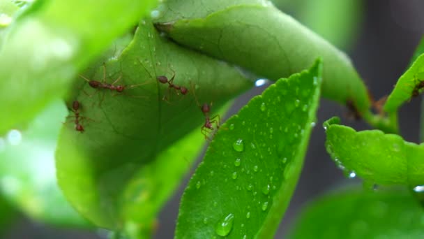 Rote Ameisen Machen Nest Zeitlupe — Stockvideo