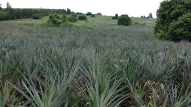 Ananas alanının havadan görünümü