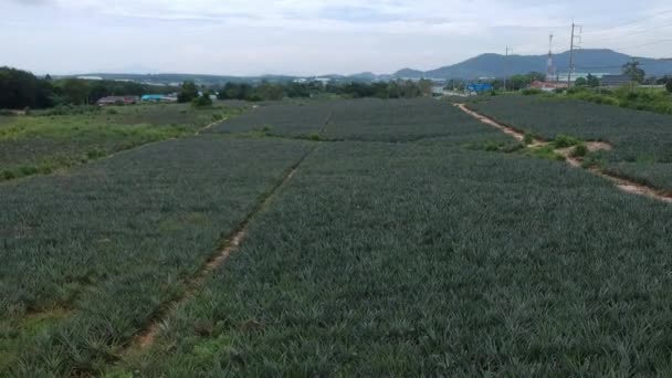 Flygfoto Över Ananas Fält — Stockvideo