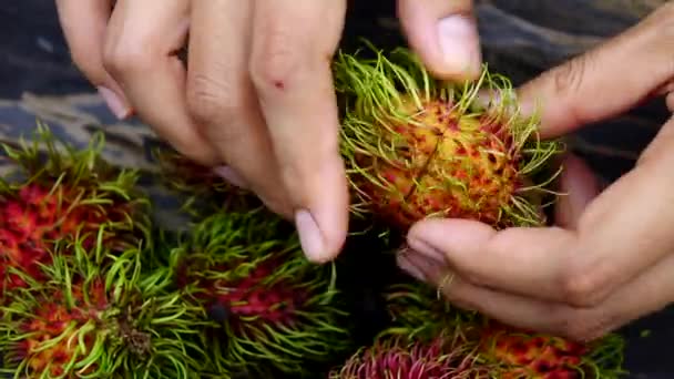 Χέρι Άνοιγμα Rambutan Φρούτων Αργή Κίνηση — Αρχείο Βίντεο