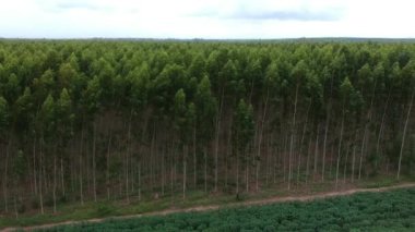 Okaliptüs çiftliğin havadan görünümü