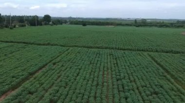 Manyok alanının havadan görünümü