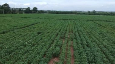 Manyok alanının havadan görünümü