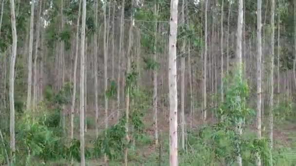 Widok Lotu Ptaka Plantacji Eukaliptusa — Wideo stockowe