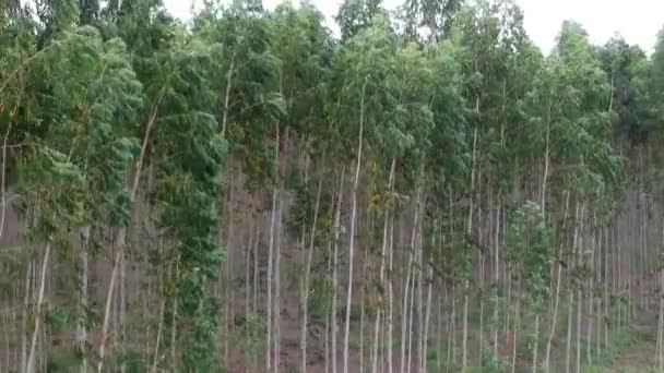 Flygfoto Över Eucalyptus Plantage — Stockvideo