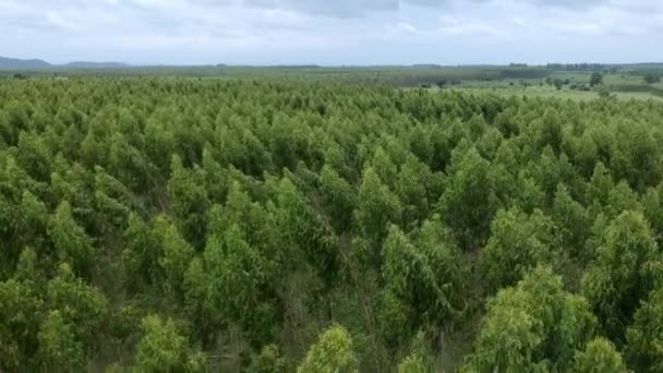 Luftaufnahme Der Eukalyptusplantage — Stockvideo