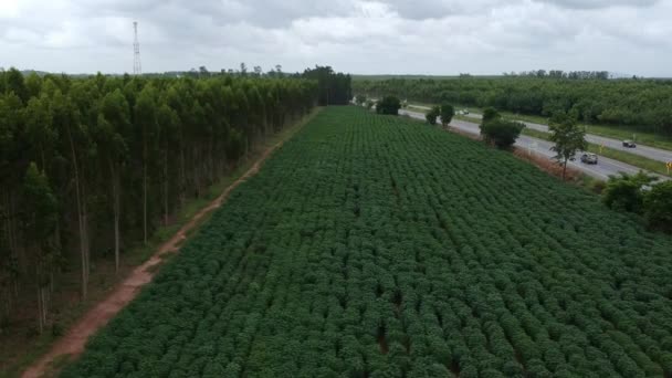 Vista Aérea Campo Mandioca — Vídeo de Stock