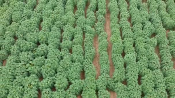 Vista Aérea Del Campo Yuca — Vídeos de Stock