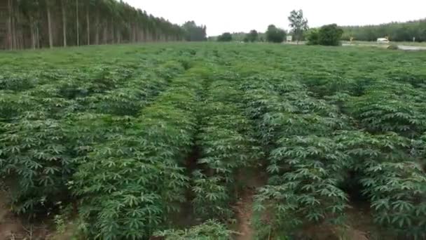 Vista Aérea Del Campo Yuca — Vídeos de Stock