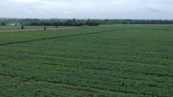 Aerial View Cassava Field — Stock Video