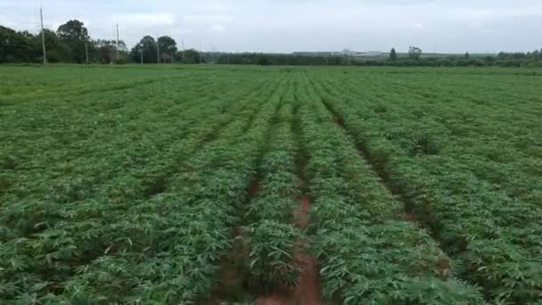 Vista Aérea Del Campo Yuca — Vídeos de Stock