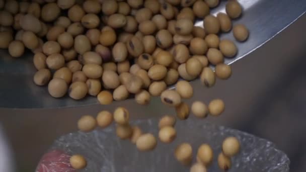 Soybean Verter Cámara Lenta — Vídeo de stock