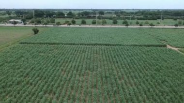 Şeker kamışı havadan görünümü