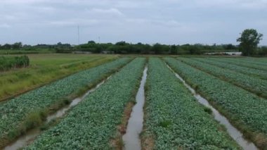 Kale alanının havadan görünümü