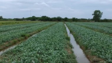 Kale alanının havadan görünümü