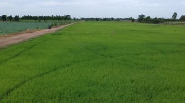 pirinç alan havadan görünümü