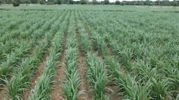 Aerial View Sugar Cane — Stock Video