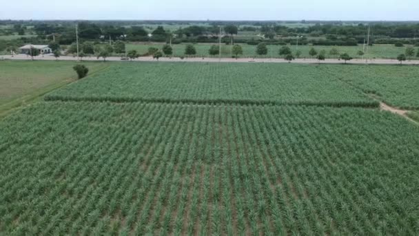 Luchtfoto Van Suikerriet — Stockvideo