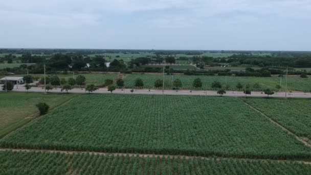 Vista Aérea Caña Azúcar — Vídeo de stock