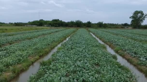 Aerial View Kale Field — Stock Video