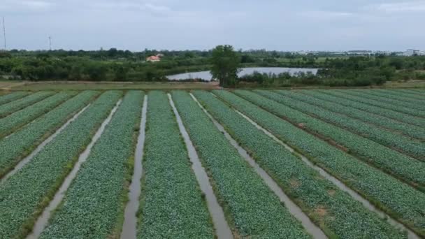 Aerial View Kale Field — Stock Video