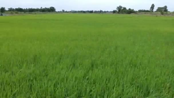 Pirinç Alan Havadan Görünümü — Stok video