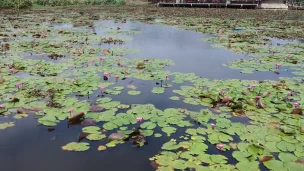 蓮の湖に旅行者の手こぎボート — ストック動画