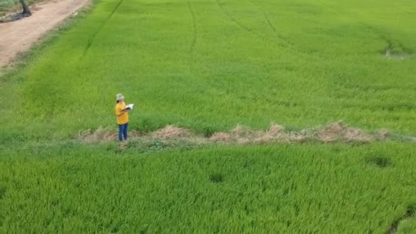 Comprobador Calidad Del Arroz Campo Arroz — Vídeo de stock