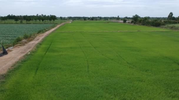 Rice Quality Checker Rice Field — Stock Video