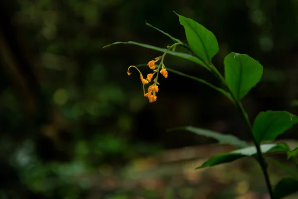 Yabani Lale Çiçek Yağmur Sonra — Stok fotoğraf